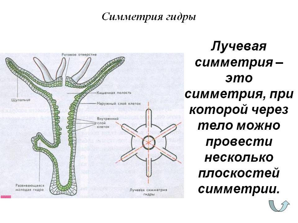 Пользователь не найден при входе на кракен